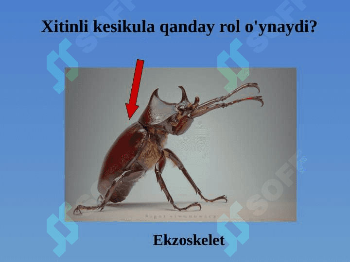 Hasharotlar sinfi 4