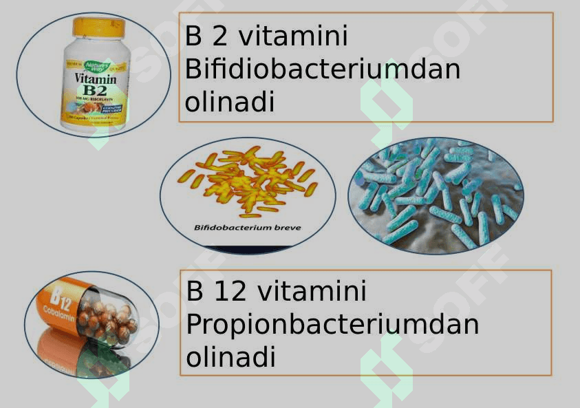 O`simlik va hayvonlar seleksiyasi 6