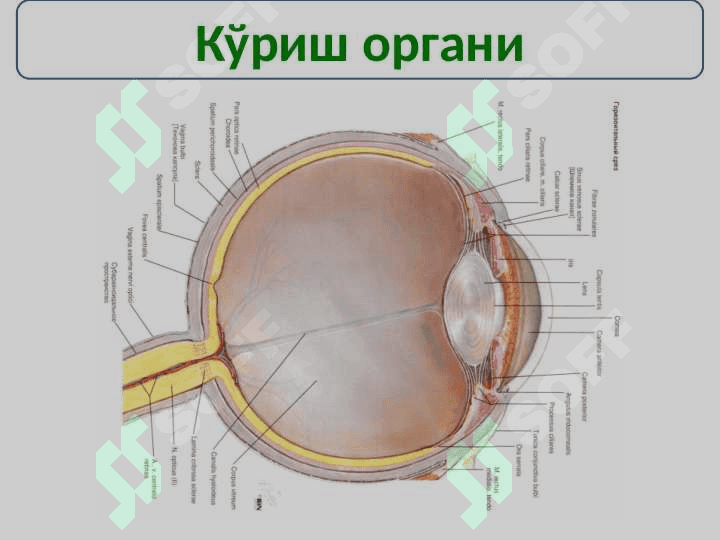 Сезги аъзолари тугрисида таълимот - Esteseologia 2