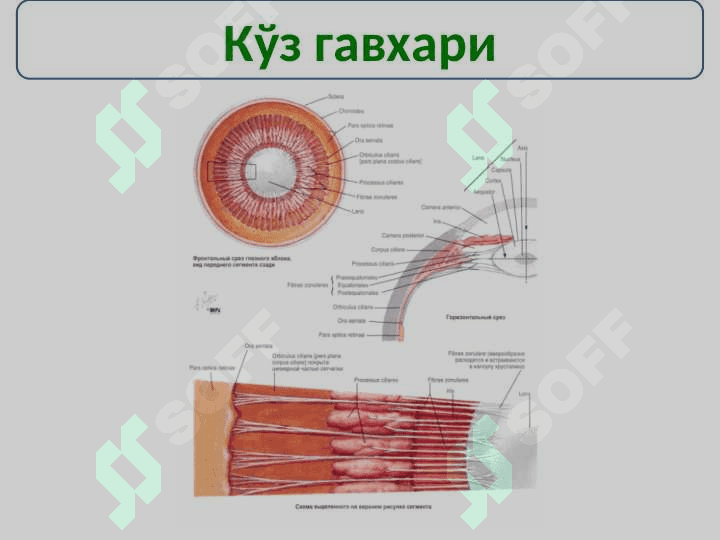 Сезги аъзолари тугрисида таълимот - Esteseologia 3