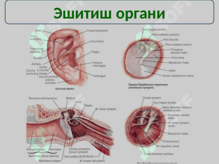 Сезги аъзолари тугрисида таълимот - Esteseologia 4