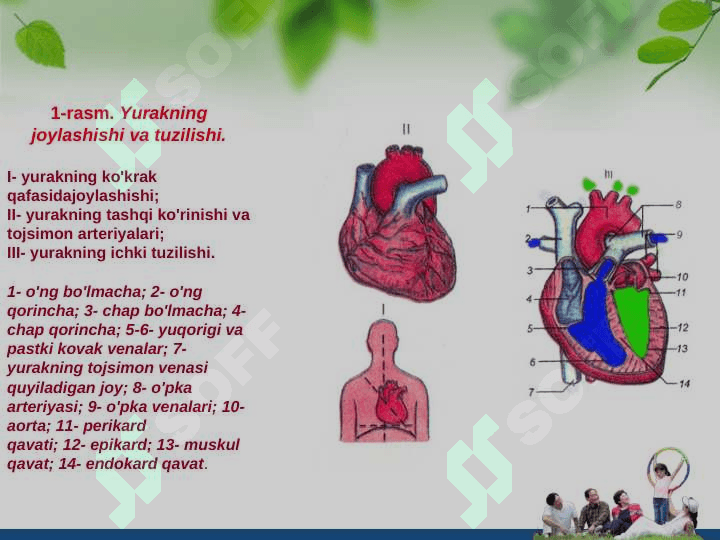 Qon aylanish tizimining anatomik fiziologik hususiyatlari 3
