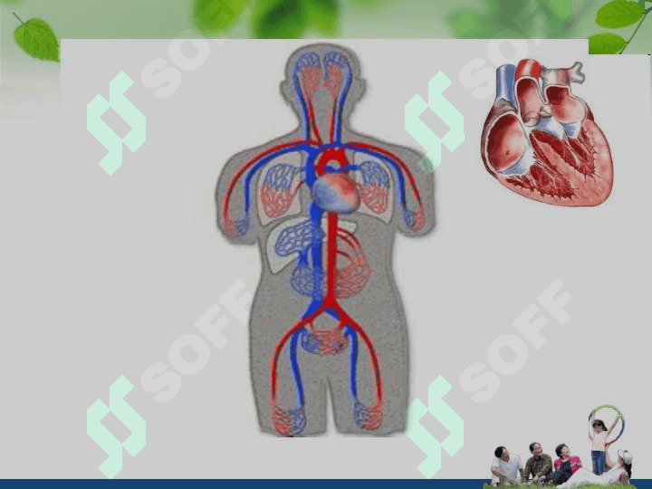 Qon aylanish tizimining anatomik fiziologik hususiyatlari 5