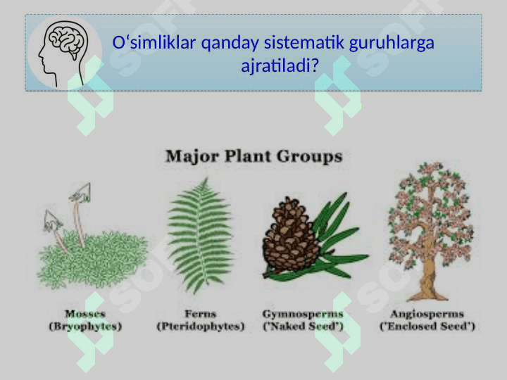 O‘SIMLIKLAR DUNYOSI Tabiiy fan 2