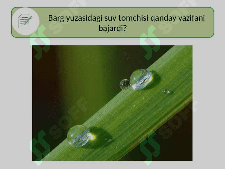 LINZALAR Tabiiy fan 4