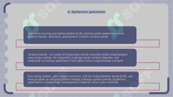 Insonlar terisi va uning hosilalar gistalogiyasi 4