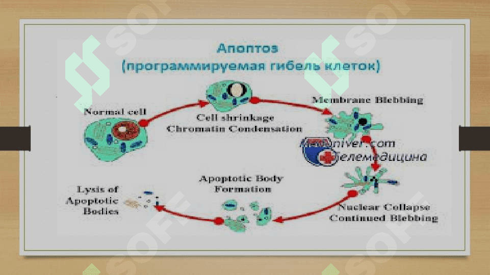 Apoptoz ppt 4