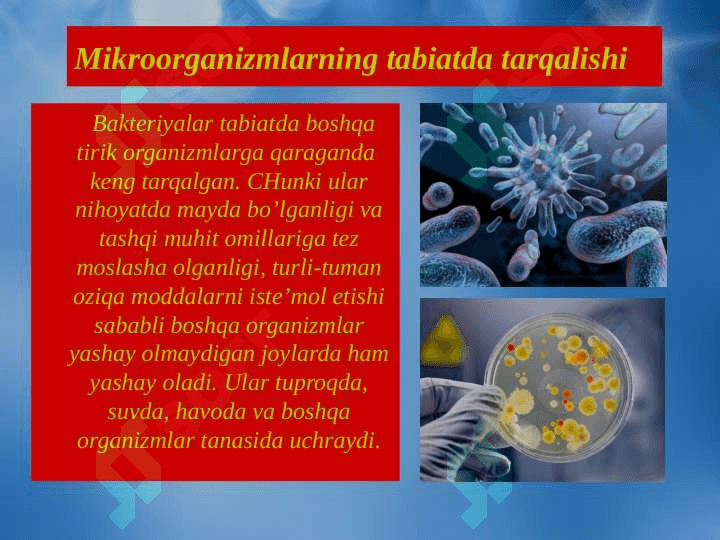 Mikroorganizmlarning tabiatda tarqalishi 2