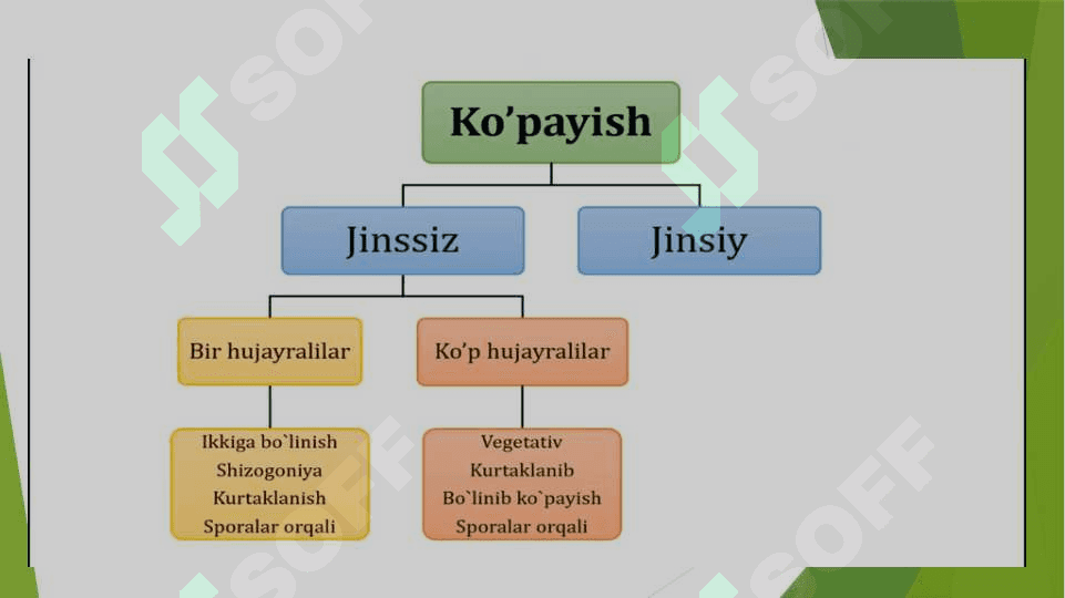 Tirik organizmlarning jinssiz ko'payishi 2