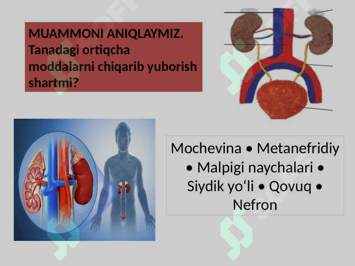 ODAM VA HAYVONLARNING  AYIRISHI 2