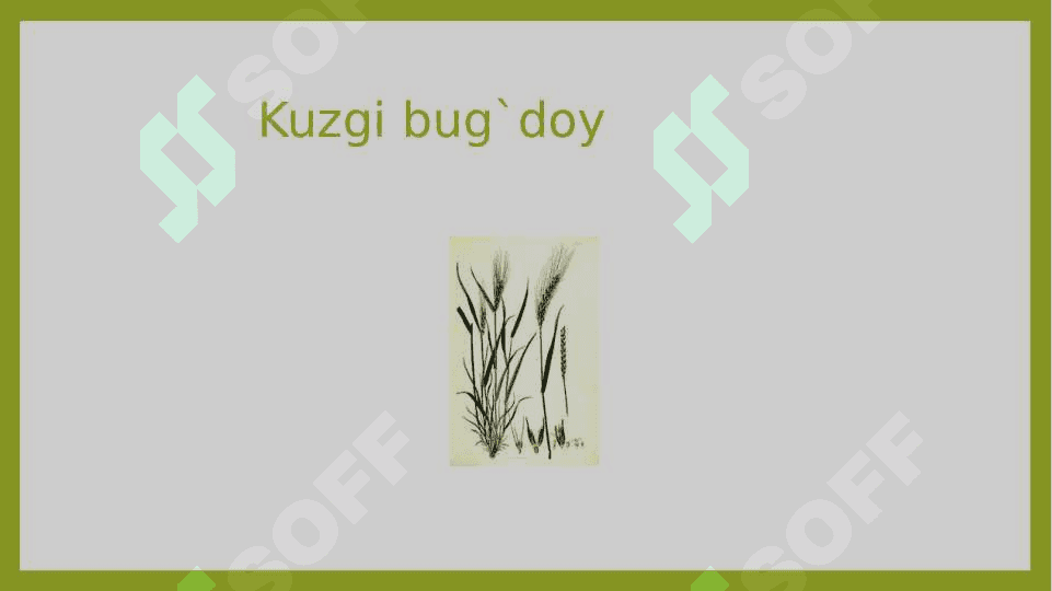 Bug`doydoshlar  (boshoqdoshlar    poaceae  (graminiae)            oilasi 3