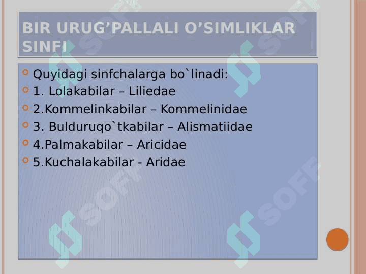 Bir urug’pallali o’simliklar – Liliopsida yoki  Monocotyledones sinfi 2