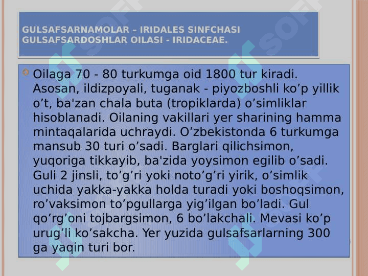 Bir urug’pallali o’simliklar – Liliopsida yoki  Monocotyledones sinfi 7