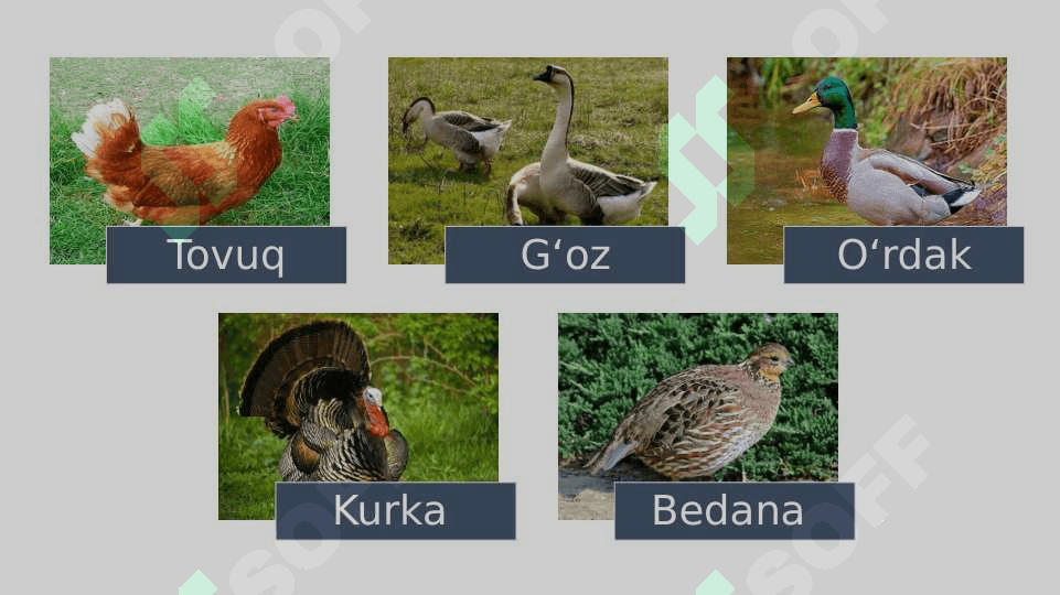 Parrandachilik 4