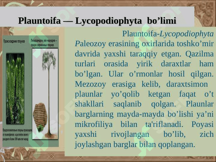Plauntoifa — Lycopodiophyta o’simliklar bo’limi 2