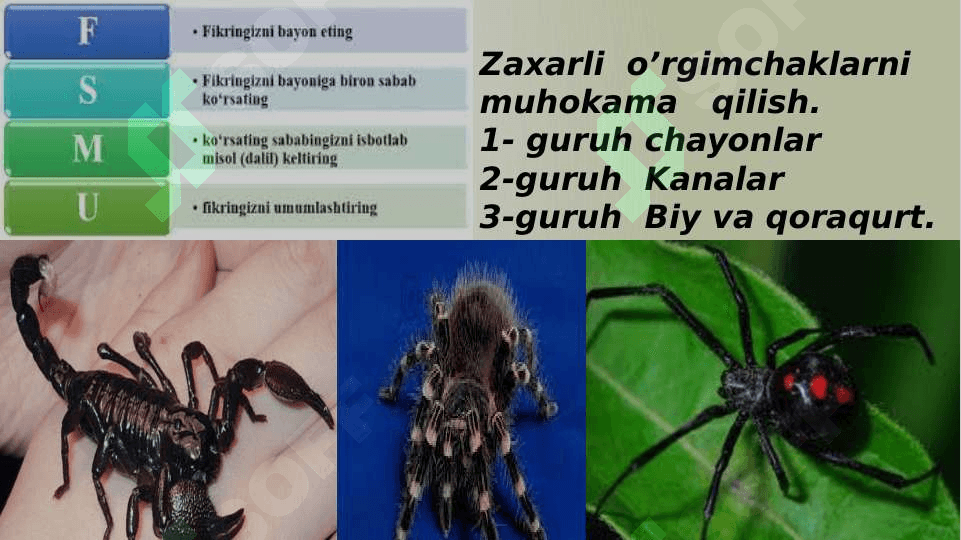O’rgimchaklarning  xilma xilligi 5