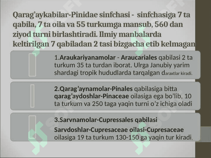 Qarag’aysimonlar-Pinopsida sinf (ajdod)i 3