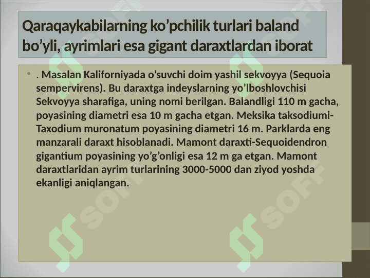 Qarag’aysimonlar-Pinopsida sinf (ajdod)i 5