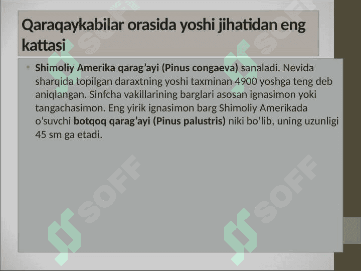 Qarag’aysimonlar-Pinopsida sinf (ajdod)i 6
