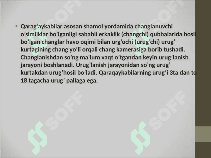 Qarag’aysimonlar-Pinopsida sinf (ajdod)i 7