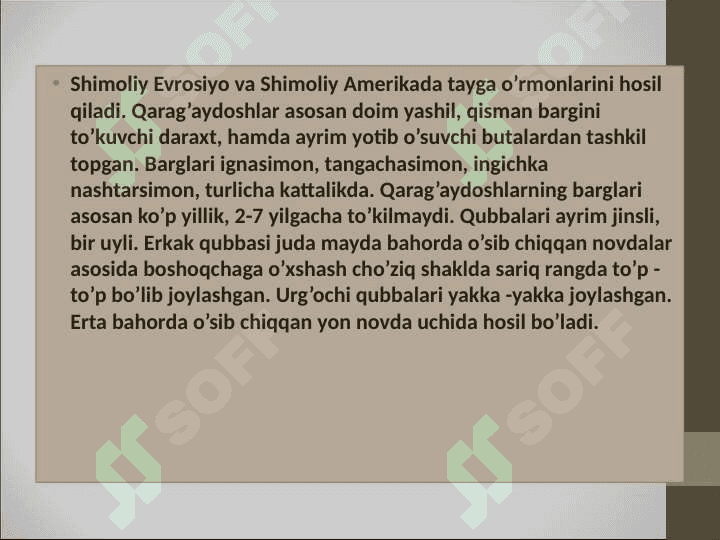 Qarag’aysimonlar-Pinopsida sinf (ajdod)i 8