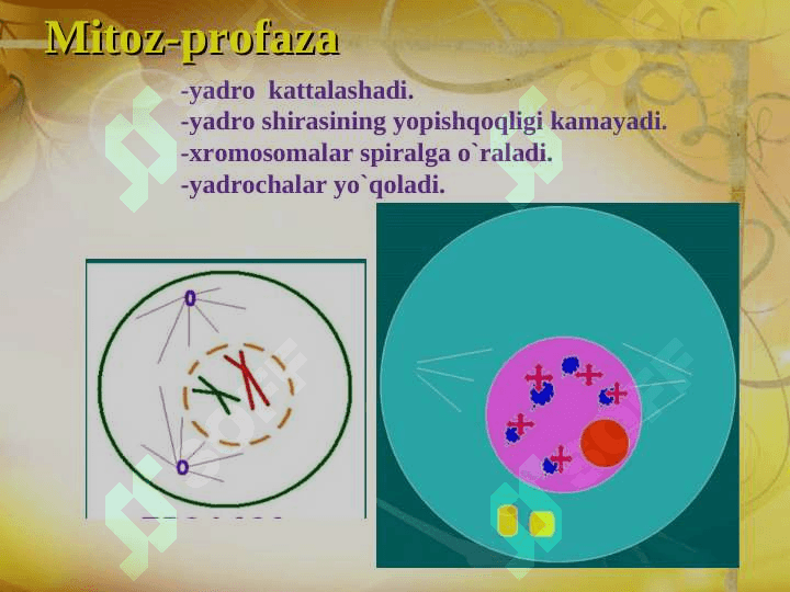 Ko’payish  xillari   1-soatlik ochiq  dars  ishlanma 5