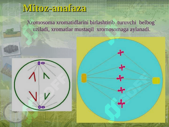 Ko’payish  xillari   1-soatlik ochiq  dars  ishlanma 7