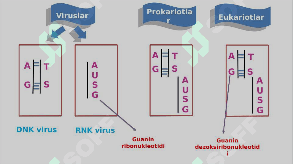 Nuklein kislotalar va oqsillar biosintezi 3