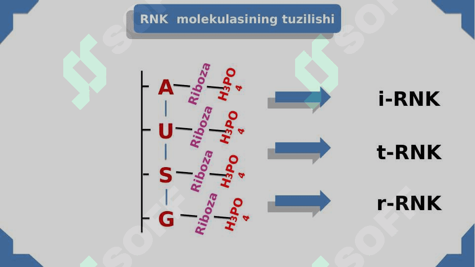 Nuklein kislotalar va oqsillar biosintezi 4
