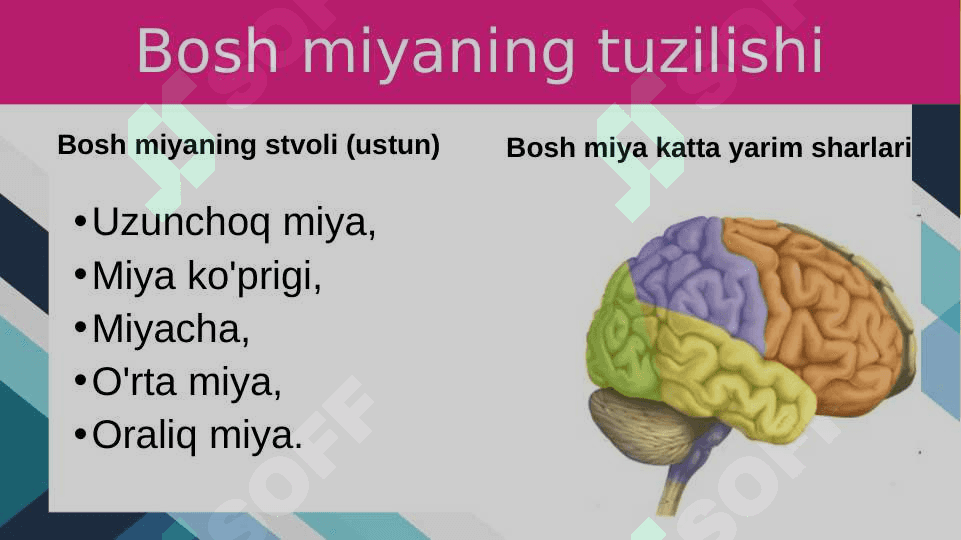 Bosh miyaning tuzilishi va funksiyasi 3