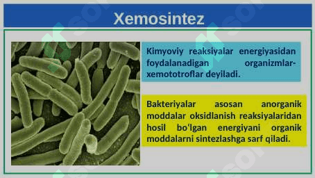 Xemosintez 7