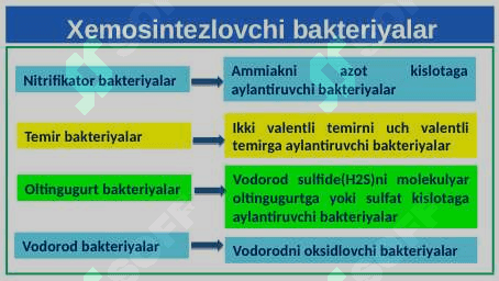 Xemosintez 8