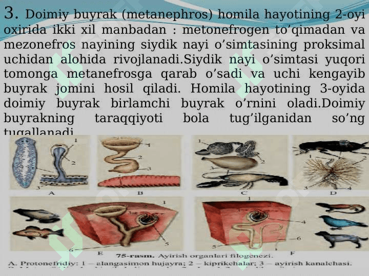 Ayirish sistemasining umumiy tuzilishi va funksiyasi 4