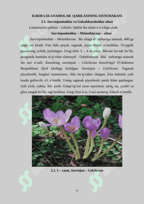 Bir urug‘pallalilar sinfi 6