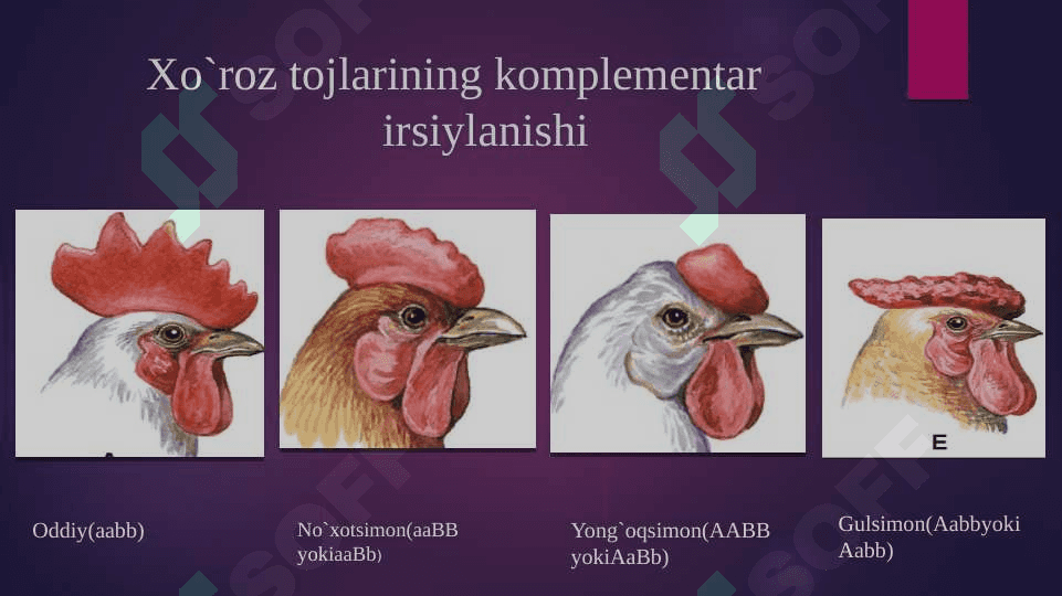 Noallel genlarning o`zaro ta’siri 8