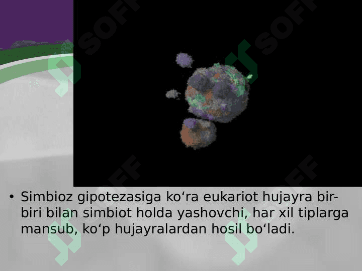 Hujayralar evolutsiyasi 8