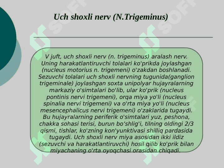 Uch shoxli nerv anatomiyasi 2