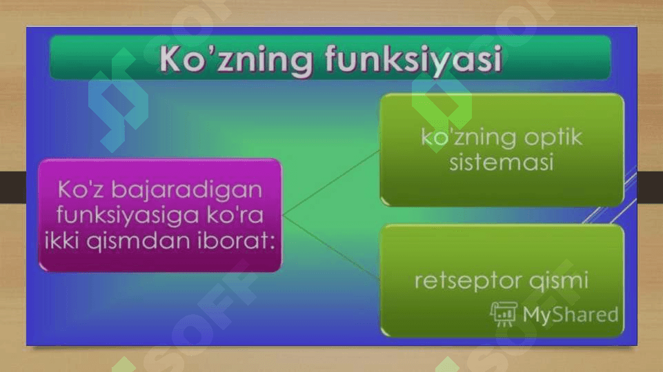 Ko‘rish organlarining funksiyasi 2