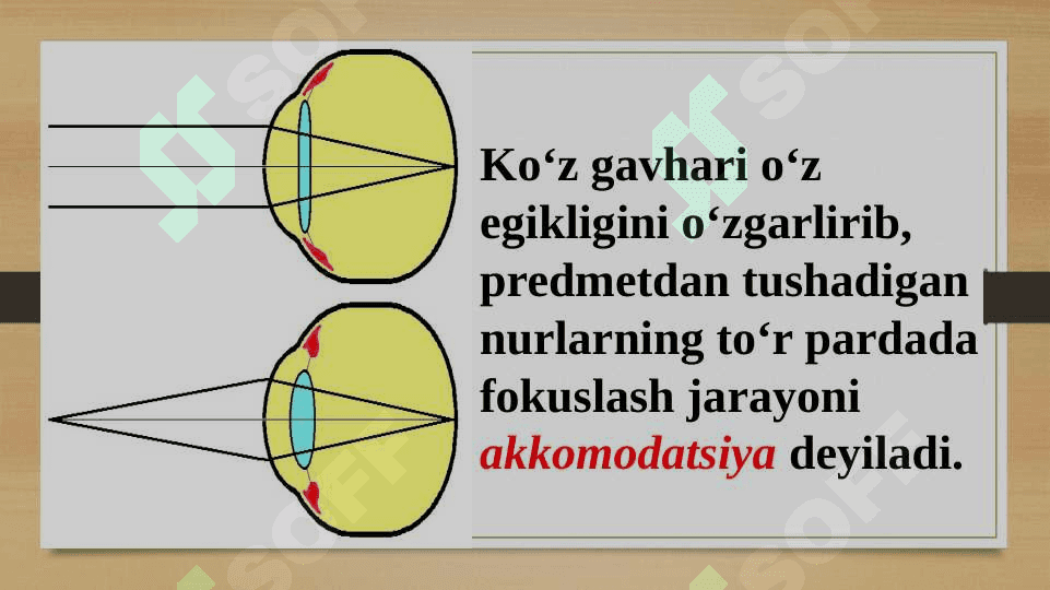 Ko‘rish organlarining funksiyasi 4