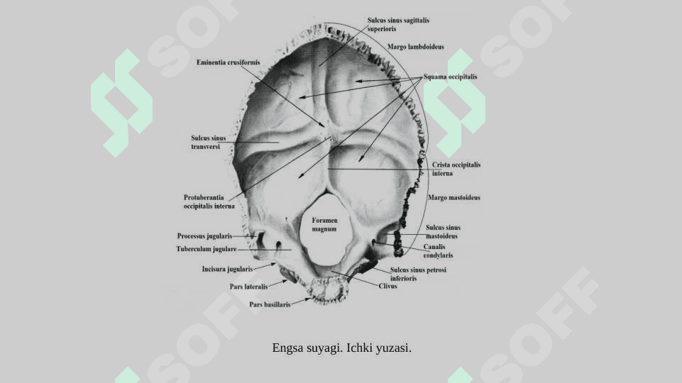 Bosh skeleti. Kallaning ensa, peshona, tepa, chakka, ponasimon va g’alvirsimon suyaklari 5