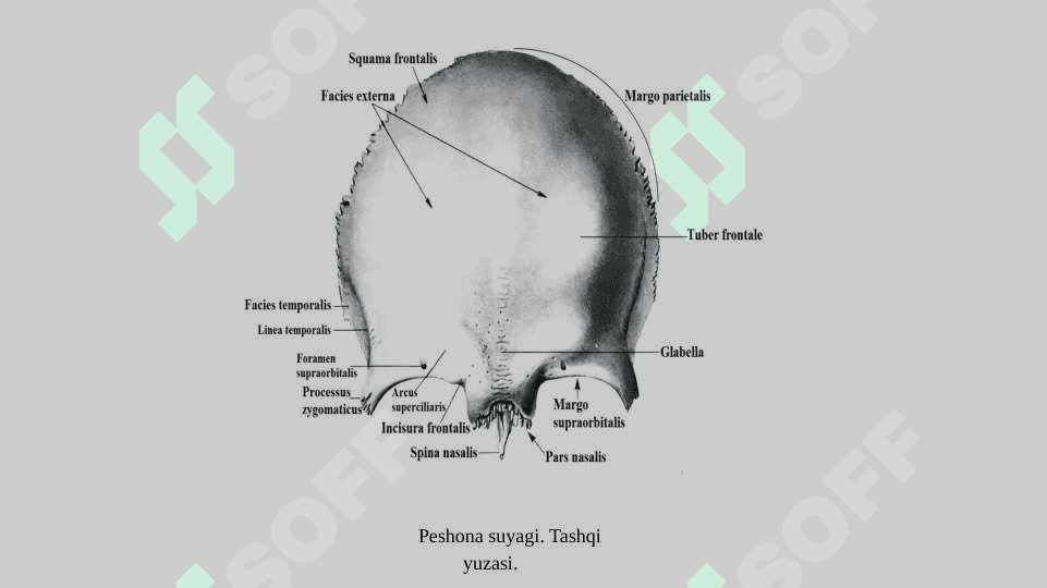Bosh skeleti. Kallaning ensa, peshona, tepa, chakka, ponasimon va g’alvirsimon suyaklari 8