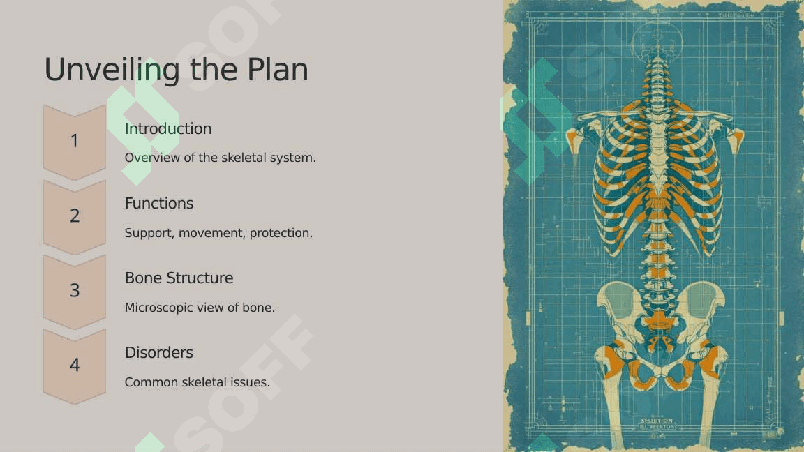 The skeletal system of a human being 2