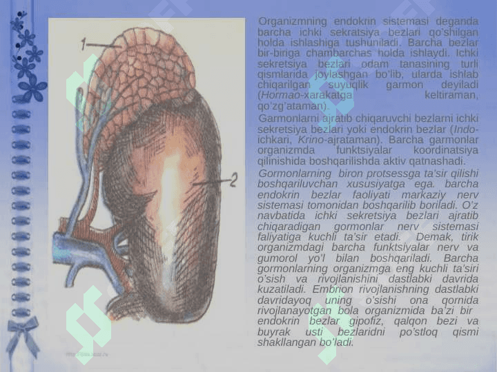 Ichki sekretsiya bezlarining yosh xususiyatlari 4
