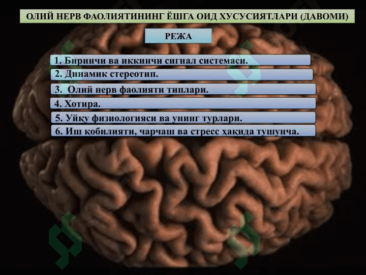 oliy nerv faoliyati yoshga oid xususiyatlari 2