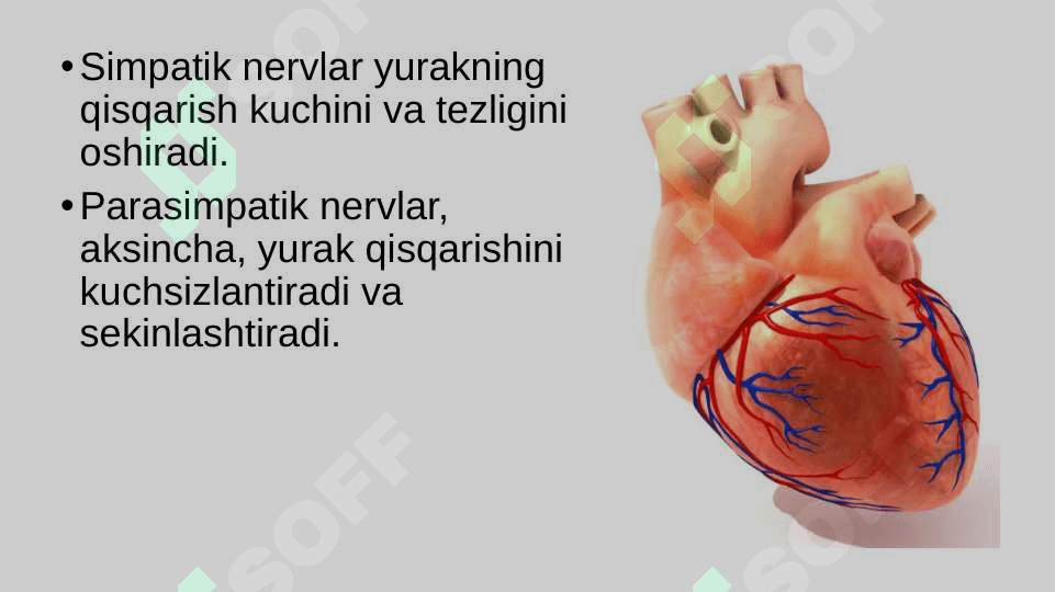 Qon aylanish organlari ishining boshqarilishi 3