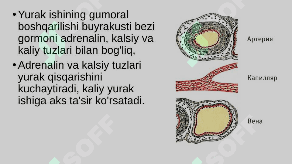 Qon aylanish organlari ishining boshqarilishi 4