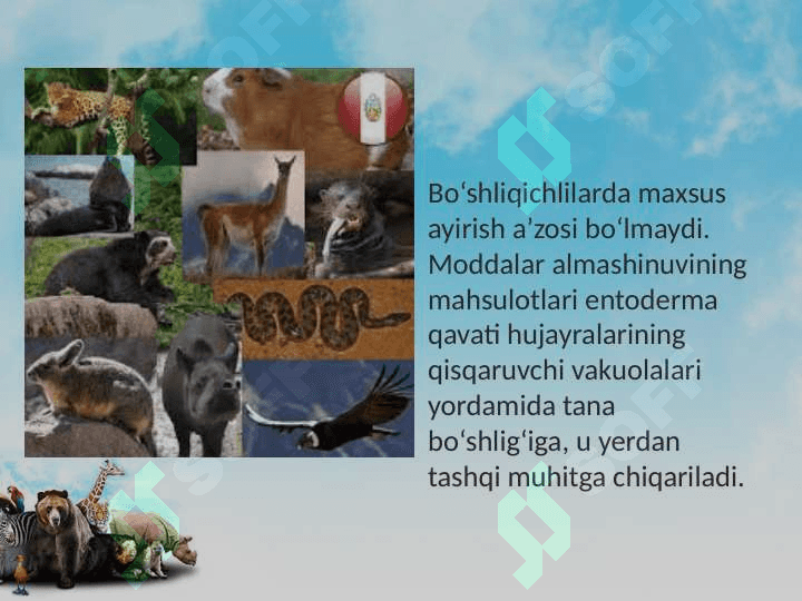 Hayvonlarning ayirish va jinsiy organlari evolutsiyasi 4