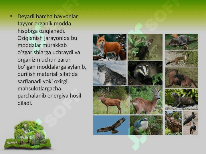 Hayvonlarning hazm qilish organlari evolutsiyasi 2