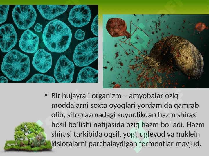 Hayvonlarning hazm qilish organlari evolutsiyasi 3