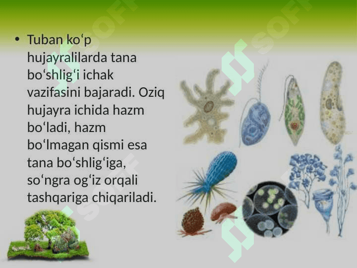 Hayvonlarning hazm qilish organlari evolutsiyasi 4